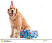 Dog with Birthday present stock image. Image of camera - 20079995