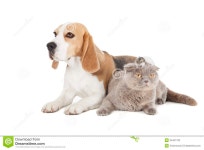 Dog, Cat And Hamster Stock Photo - Image: 34451730 Dog, cat and hamster