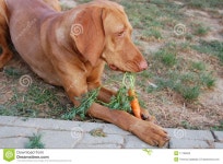Dog Eating Carrot Royalty Free Stock Photo - Image: 11196625 Dog eating carrot