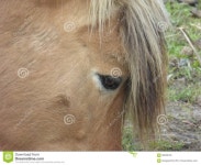 Eye of a brown farm horse stock photo. Image of eyes - 69256126