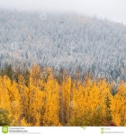Fall colors, winter snow stock photo. Image of fall, autumn - 27311220