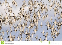 A flock of birds stock photo. Image of wings, blue, animal - 38067462