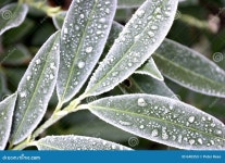 Frosty leaves stock image. Image of leaf, leaves, winter - 640353