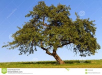Fruit tree stock photo. Image of horizon, green, nature - 15394480