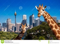 Giraffe Sydney Zoo Royalty Free Stock Photo - Image: 9814435 Giraffe Sydney Zoo