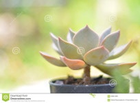 Grace crown succlulents. stock image. Image of flowerpots - 94661499