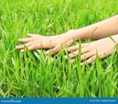 Grass stock photo. Image of putting, meadow, plant, spring - 9921828