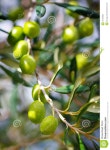 Green olives stock image. Image of nutrition, appetizer - 16750983