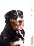 Happy dog stock image. Image of tongue, young, adorable - 3543573