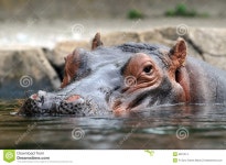 Head of Hippopotamus stock photo. Image of head, animal - 9837314