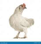 Hen stock photo. Image of cattle, white, studio, female - 2307564