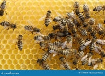 Honeyqueen Stock Photos - Free & Royalty-Free Stock Photos from Dreamstime