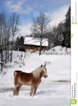 Horse stock image. Image of winter, kind, mouthed, season - 13512535