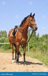 Horse stock image. Image of color, animal, beauty, mane - 8208975