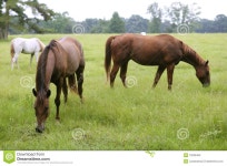 75,947 Feeding Grass Stock Photos - Free & Royalty-Free Stock Photos from Dreamstime