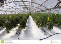 Inside the greenhouse stock image. Image of grow, greenhouse - 9328975