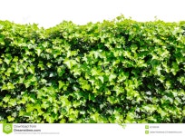 Ivy stock image. Image of floral, abstract, botany, detail - 42759249