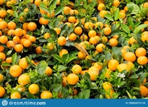 Kumquat stock photo. Image of garden, cumquat, lunar - 136052070
