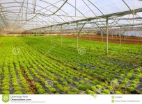 Lettuce Greenhouse stock image. Image of horticulture - 52789603