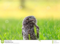 Little owl in the grass stock photo. Image of afroaves - 84123606