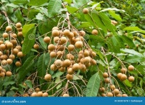Longan fruit on the tree stock photo. Image of sweet - 20301878