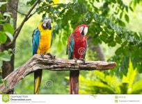 Macaws stock photo. Image of fluffy, nature, coloueful - 27972218