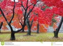 Maple stock photo. Image of landscape, plants, bonsai - 7089590