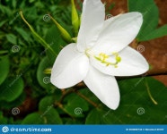 103 Kanchan Stock Photos - Free & Royalty-Free Stock Photos from Dreamstime