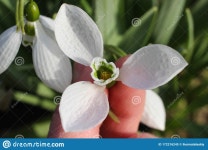 Snowdrop Garden Stock Photos - Download 16,283 Royalty Free Photos