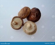 Mushroom stock image. Image of healthy, brown, vegetables - 8297781