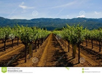Napa Valley vineyard stock image. Image of napa, northern - 4904301