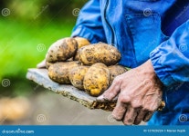 Old Hand of Farmer Holding Fresh Organic Potatoes Stock Photo - Image of closeup, plant: 127020224
