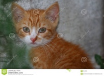 Orange baby stock photo. Image of orange, nose, whiskers - 994002