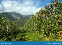 Orchard stock image. Image of fruit, leaf, orchard, blue - 12760517