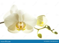 Orchid stock photo. Image of background, bloom, back - 27923020