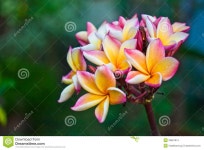1,255 Pink Bignonia Stock Photos - Free & Royalty-Free Stock Photos from Dreamstime