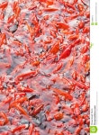 Pond With Swarming Red Chagoi, Beijing, China Stock Photo - Image: 93086412 Pond with swarming red Chagoi, Beijing, China