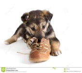 Puppy dog with shoes stock photo. Image of isolated, funny - 7980188