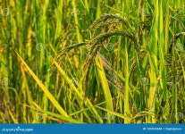 Rice Plant in Rice Paddy stock photo. Image of close - 135033348