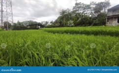Ricefield full green stock photo. Image of sawah, ricefield - 270171742