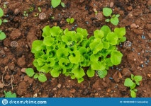 Risen Plants of Green Salad, in the Garden on the Bed Stock Photo - Image of freshness, beet: 165952068 Risen Plants Of Green... 