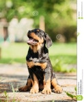 Rottweiler puppy stock image. Image of grass, canine - 24621595