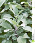 Sage plant stock photo. Image of health, fresh, diet - 33240638
