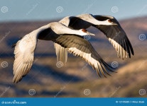 5,214 Sandhill Cranes Stock Photos - Free & Royalty-Free Stock Photos from Dreamstime