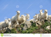 Sheep stock image. Image of flock, pets, sheeps, staring - 15869537