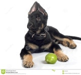 The sheep-dog puppy stock photo. Image of nature, animals - 8204204