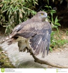 Short Toed Eagle ( Circaetus Gallicus ) Stock Image - Image of portrait, wildlife: 68811807