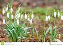 Snowdrop in spring III stock image. Image of beauty, green - 98885139