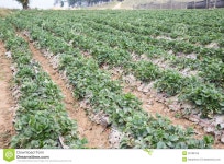 459 Lisu Village Stock Photos - Free & Royalty-Free Stock Photos from Dreamstime