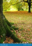 Tree Trunk stock image. Image of cycle, natural, golden - 320003